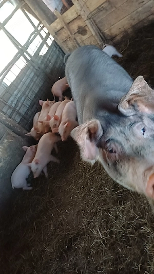 Vând purcea cu 10 porci 