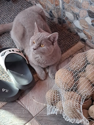 Brithis shorthier - imagine 2