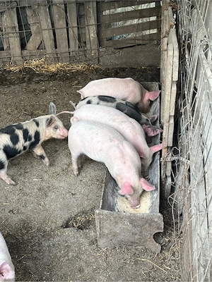 Purcei 300 lei buc - imagine 3