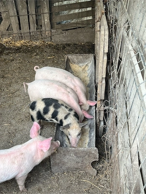 Purcei 300 lei buc - imagine 2