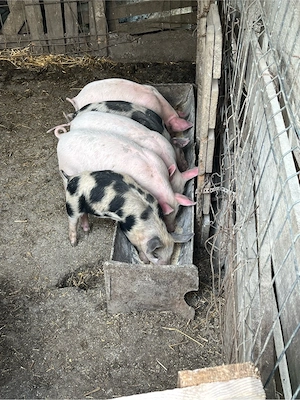 Purcei 300 lei buc - imagine 5