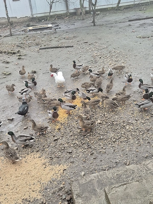 De vanzare rațe salbatice - imagine 3