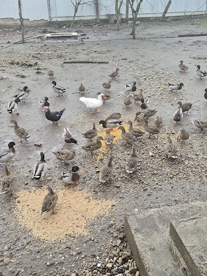 De vanzare rațe salbatice - imagine 2