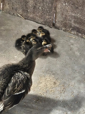 De vanzare rațe salbatice