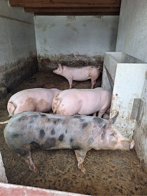 Vand purcei petrean - imagine 2