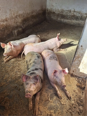 Vand purcei petrean - imagine 3