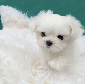 Bichon maltez mini toy