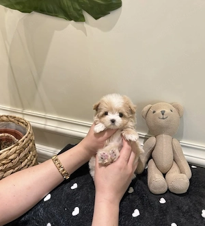 Bichon apricot mini - imagine 2