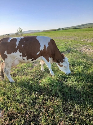 Vand Vaca Baltata Roamneasca  - imagine 2