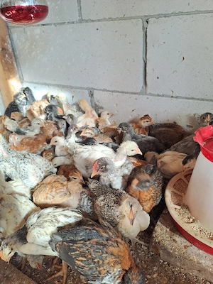 puișori de țară  - imagine 3