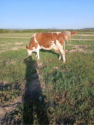 Vand Vaca Baltata Roamneasca  - imagine 3