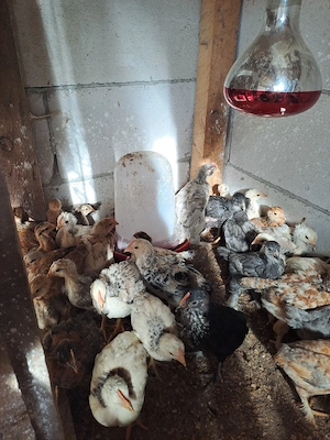 puișori de țară  - imagine 2