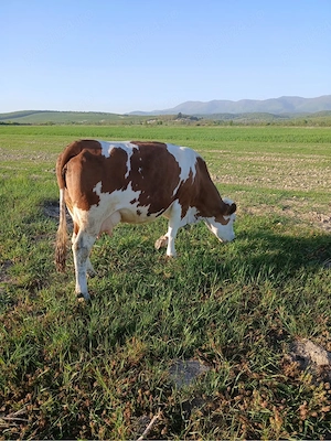 Vand Vaca Baltata Roamneasca  - imagine 4