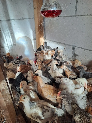 puișori de țară  - imagine 4