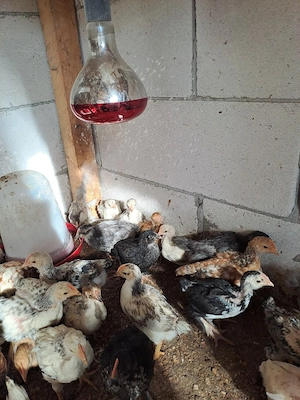 puișori de țară  - imagine 5