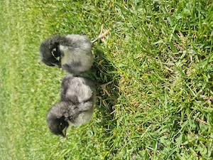 Vand Puisori Australorp  - imagine 2