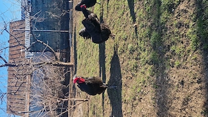 Vand Puisori Australorp  - imagine 4