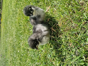 Vand Puisori Australorp 