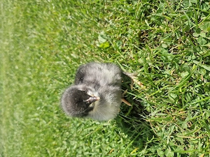 Vand Puisori Australorp  - imagine 3