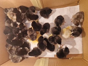 Vand Puisori Australorp  - imagine 5