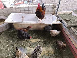 vand cocosi - imagine 2