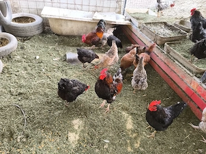 vand cocosi - imagine 3