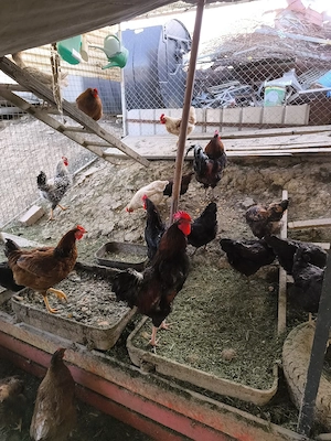 vand cocosi - imagine 4