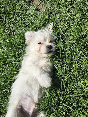 Vând pui Bichon  - imagine 2