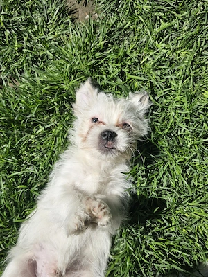 Vând pui Bichon 