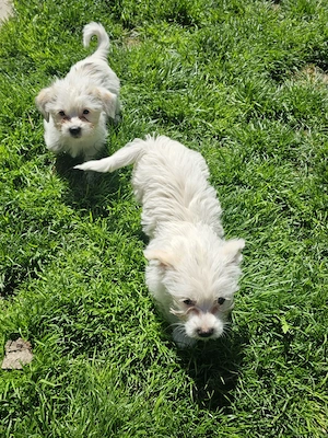 Vând pui Bichon 
