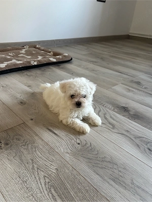 catei bichon maltez - imagine 2