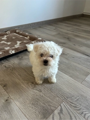 catei bichon maltez - imagine 3