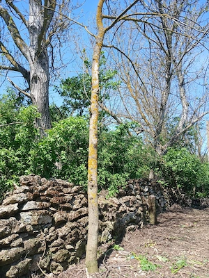 30min de Mangalia,casa piatră,locuibilă,pretabil vânători,vacanță,bodegă,ferită de priviri indiscret - imagine 8