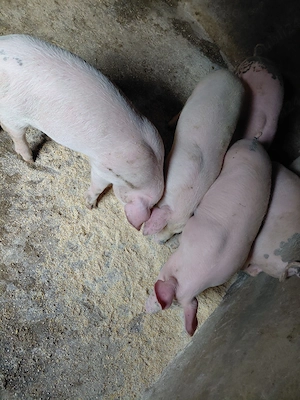 purceii disponibili  - imagine 4