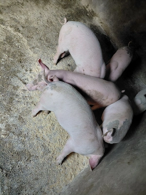 purceii disponibili  - imagine 3