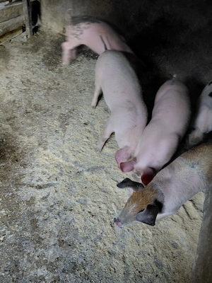 purceii disponibili  - imagine 2