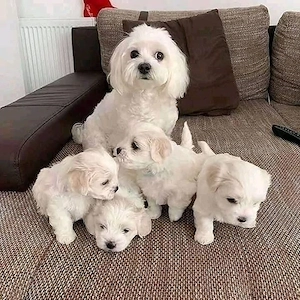 Puiuti Bichoni Maltese mini toy