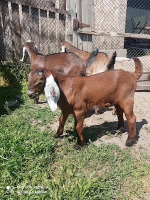 Capră anglo nubian