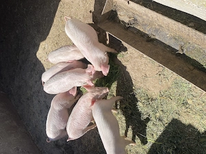 Purcei de vânzare inf tel   - imagine 2