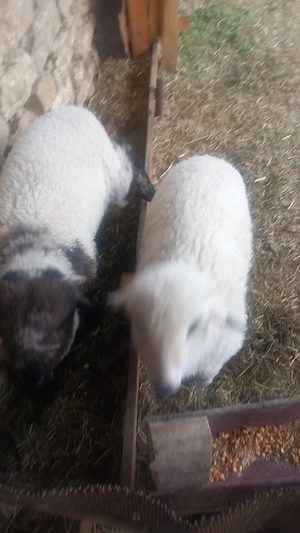 miei si oi - imagine 3