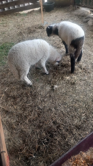 miei si oi - imagine 4