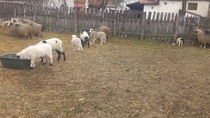 miei si oi - imagine 2