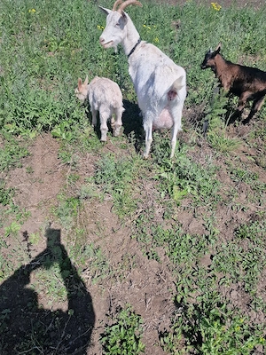 Vând căpriță  - imagine 3