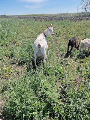 Vând căpriță  - imagine 2