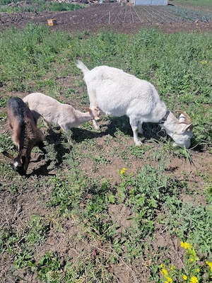 Vând căpriță  - imagine 4