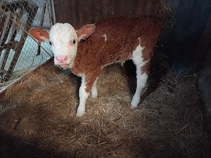 vând un tauras foarte frumos  - imagine 2