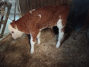 vând un tauras foarte frumos 