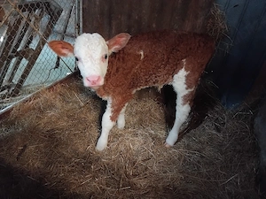 vând un tauras foarte frumos  - imagine 3