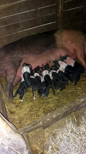 Purcea cu purcei Bazna. - imagine 4