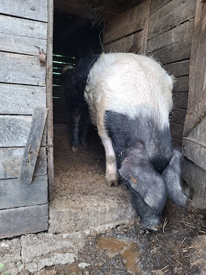 Purcea cu purcei Bazna. - imagine 3